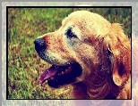 Golden Retriever, Pyszczek, Język