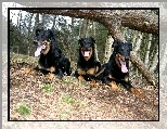 przewrócone, Trzy, Beaucerony, drzewo